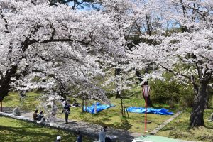 本荘公園の桜まつり