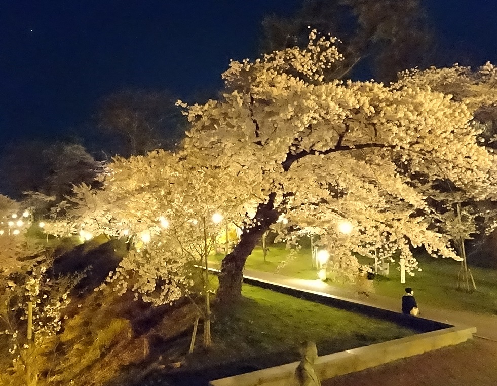 本荘公園ライトアップ