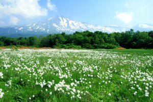 桑の木台（わたすげ）