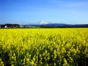 西目菜の花