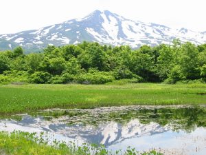 桑の木台湿原