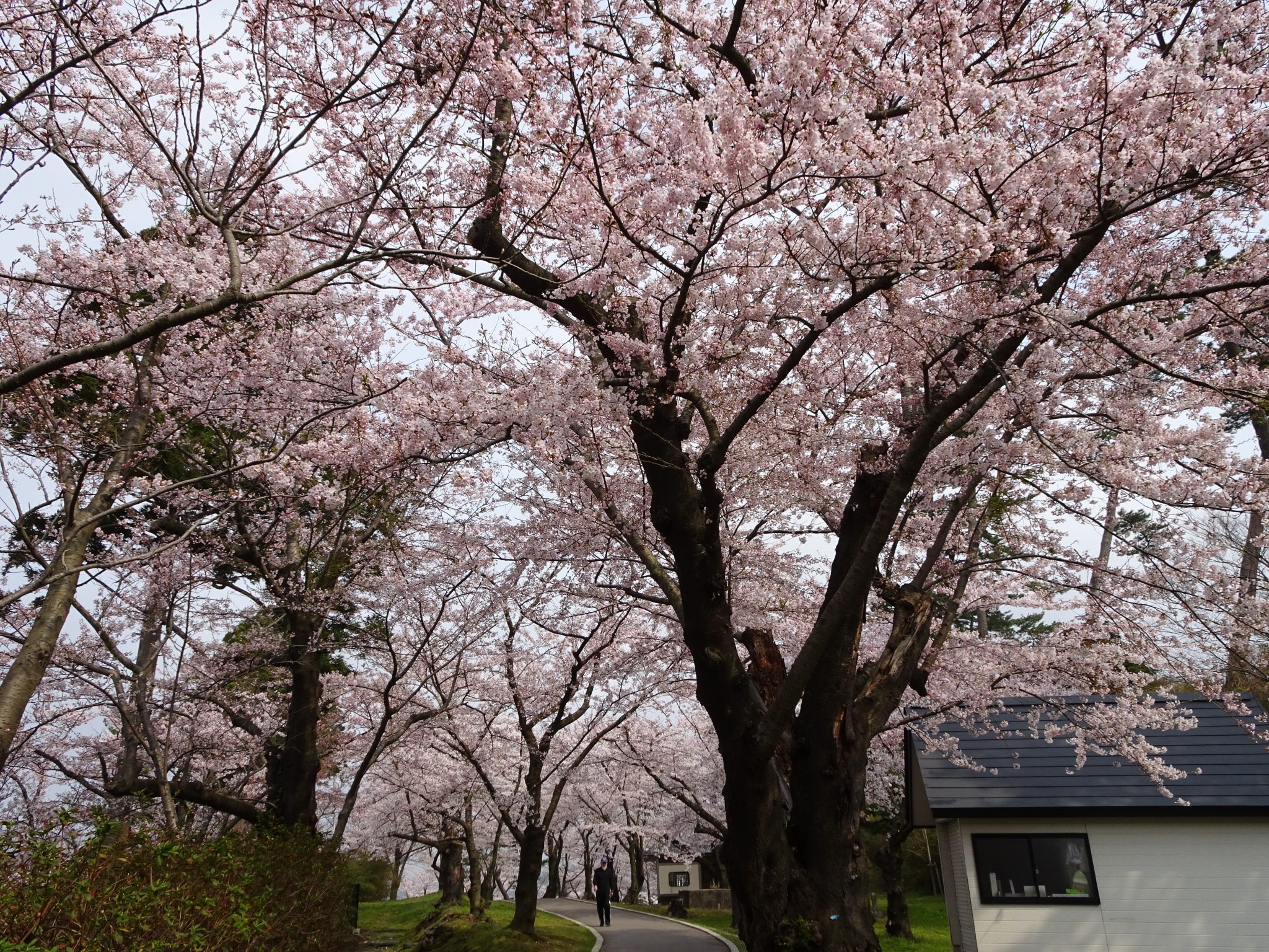 本荘公園の桜まつり02