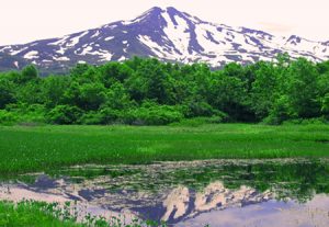 桑の木台湿原