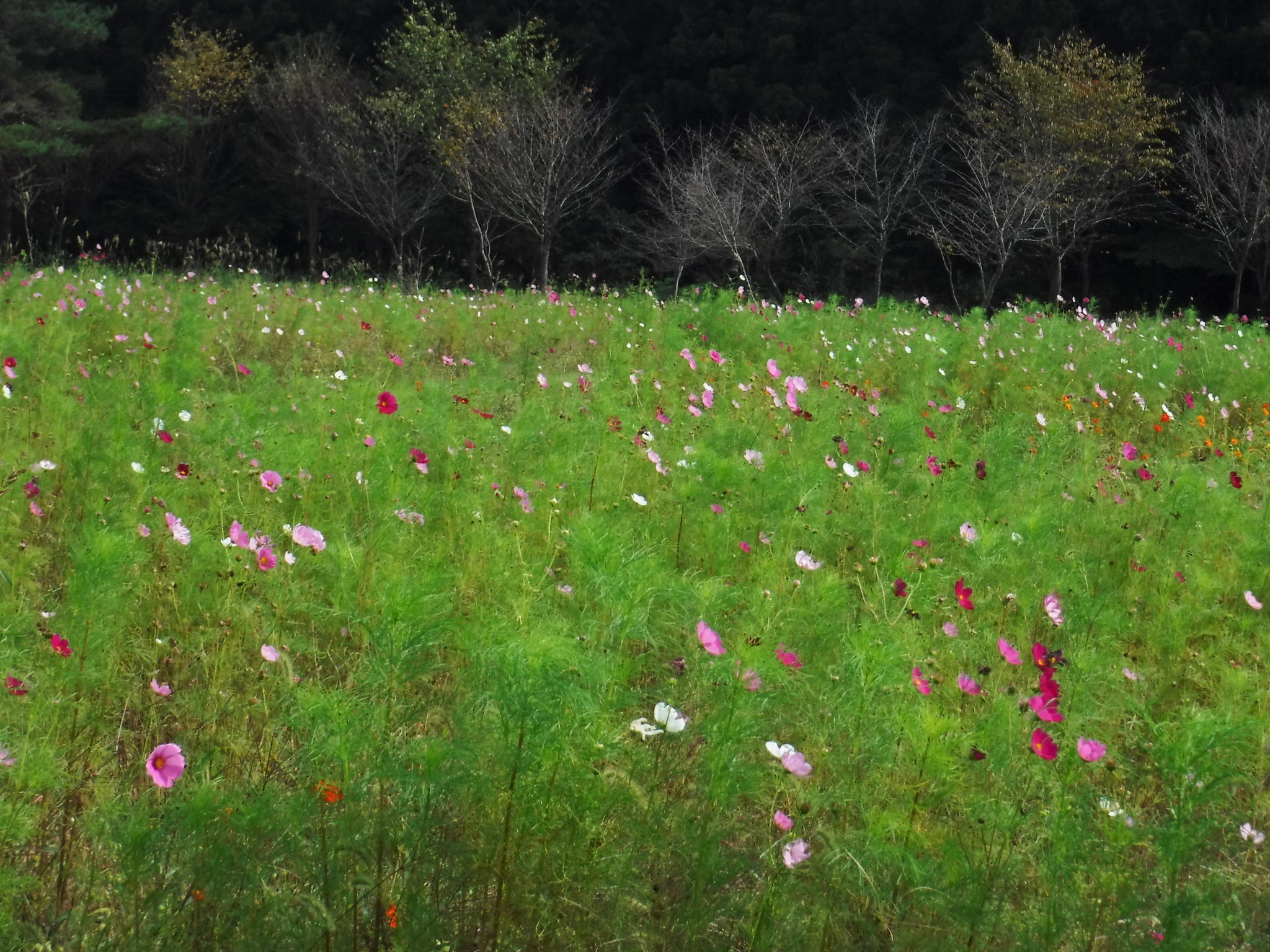 鳥海高原南由利原コスモス畑が見頃です 由利本荘市観光協会