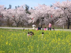 西目 桜・菜の花まつり