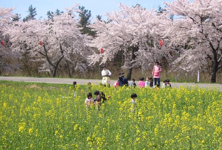 西目 桜・菜の花まつり