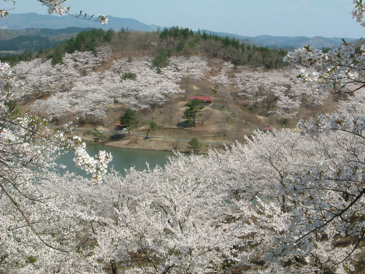 八塩いこいの森の桜