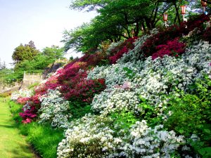 本荘つつじまつり