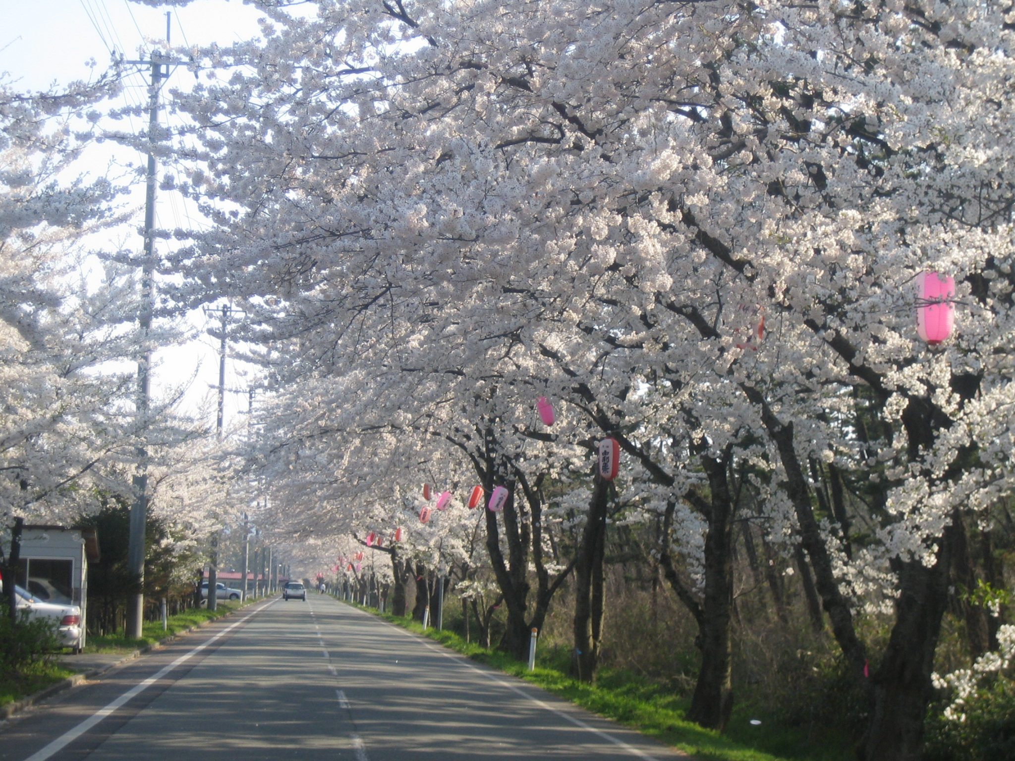 西目 桜並木