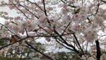 いまの本荘公園（ライブカメラ）