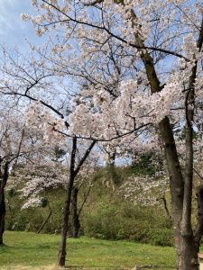 4/6　本荘公園の桜