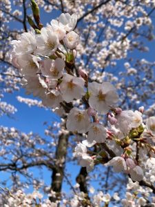 本荘公園の桜